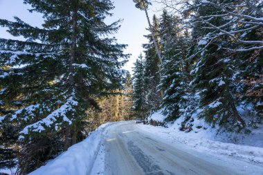 Kış köknar ormanının içinden geçen bir yol.
