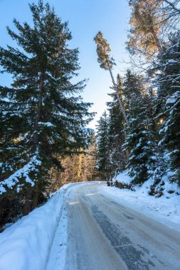 Kış Ormanı 'nda Bir Yol