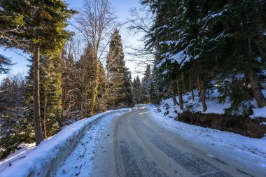 Kış köknar ormanının içinden geçen bir yol.