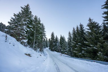 Kış Ormanı 'nda Huzurlu Yol