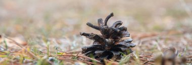 Kuru sarı ladin iğneleri üzerinde fidan konisi