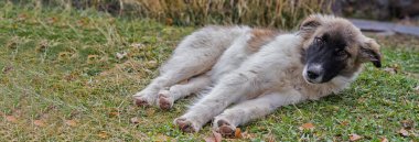 Büyük köpek çimlerin üzerinde yatıyor..