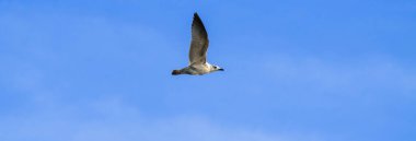 Mavi gökyüzünde uçan kuş