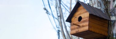 Huş ağacında kuş evi.