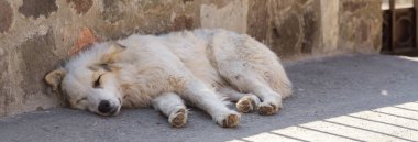 Beyaz köpek sokakta uyuyor.. 