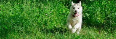 Yeşil çimenlikteki köpek 