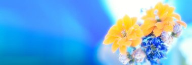 Bahar çiçekleri ve nergisler Mavi gökyüzü bayrağının altında.