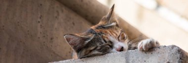 Tatlı kedi yalan söylüyor ve uyuyor.