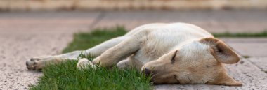 Akşamları köpek dışarıda uyuyor.