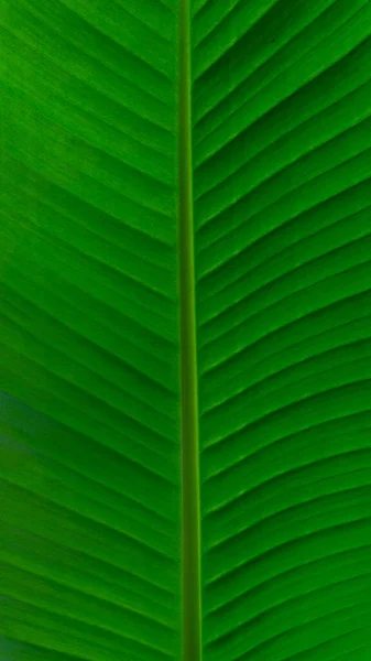 Přírodně Upravené Banánové Listy Zelené Banánové Listy Pozadí Textury — Stock fotografie