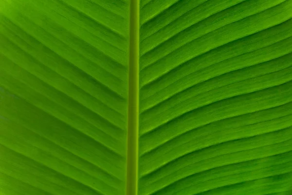 Naturalnie Ułożone Liście Banana Zielony Liść Banana Tekstury Tła — Zdjęcie stockowe