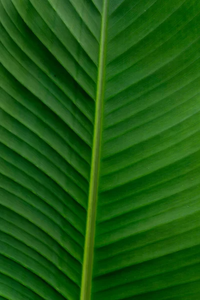 Natuurlijk Gerangschikte Bananenbladeren Groene Bananenblad Achtergrond Textuur — Stockfoto