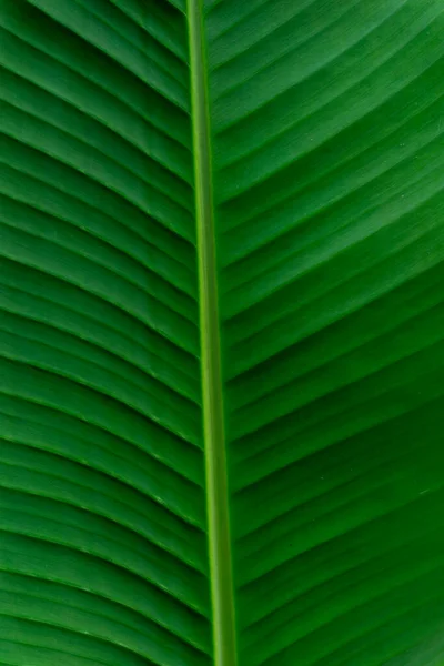 Natürlich Arrangierte Bananenblätter Grüne Bananenblatt Hintergrund Textur — Stockfoto