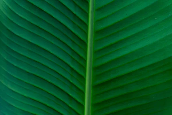 Foglie Banana Naturalmente Organizzate Verde Banana Foglia Sfondo Texture — Foto Stock
