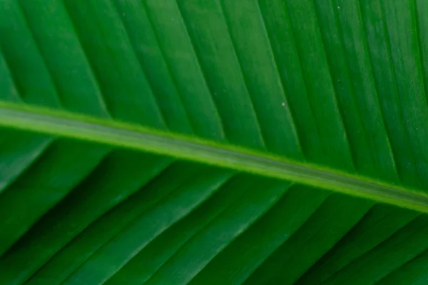 Folhas Banana Naturalmente Arranjadas Verde Folha Banana Textura Fundo — Fotografia de Stock