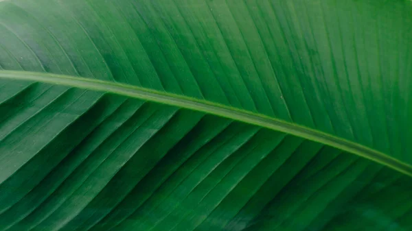 Folhas Banana Naturalmente Arranjadas Verde Folha Banana Textura Fundo — Fotografia de Stock
