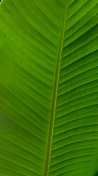 Přírodně Upravené Banánové Listy Zelené Banánové Listy Pozadí Textury — Stock fotografie