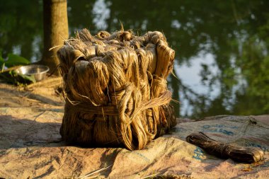 The soaked jute is being dried in the sun. Closeup image of jute. Jute is a type of bast fiber plant. Jute is the main cash crop in Bangladesh.