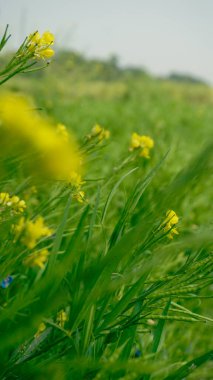 Bangladeş 'in yeşil arazisi. Yeşil arka planda sarı hardal çiçeğinin fotoğrafı. Bu Bangladeş 'te bir köyde açık bir arazinin görüntüsü..