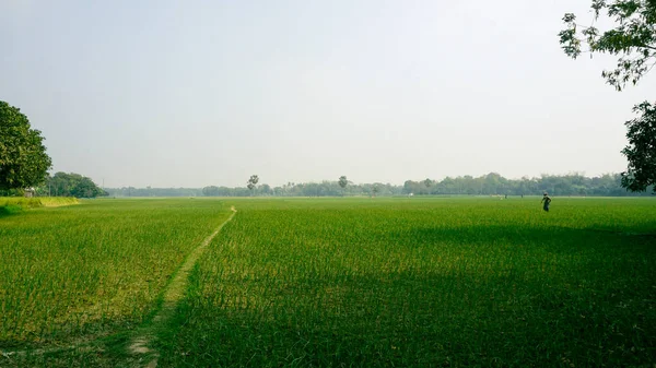 Campo Verde Bangladesh Camino Angosto Atraviesa Campo Cultivo Esta Una — Foto de Stock