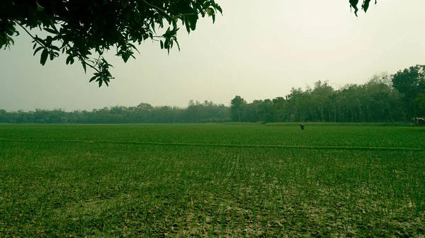 Зеленое Поле Бангладеш Вид Открытое Поле Деревни Бангладеш — стоковое фото