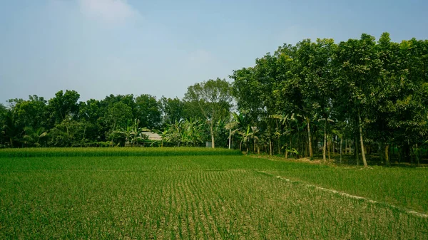 Green crop field of Bangladesh. This is a view of the open field of a village in Bangladesh.