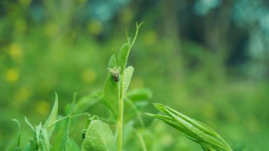 Bangladeş 'in mahsul tarlalarında çeşitli renklerde çiçekler açmıştır..