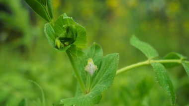 Genel kanı Vicia Sativa 'dır. Bezelye yapraklarının ve bezelye çiçeklerinin yakın plan fotoğrafı. Vicia Sativa 'nın bezelye benzeri çiçekleri ortasından üst yaprak düğümlerine kadar büyürler. Düğüm başına bir, iki ya da üç çiçek açar..