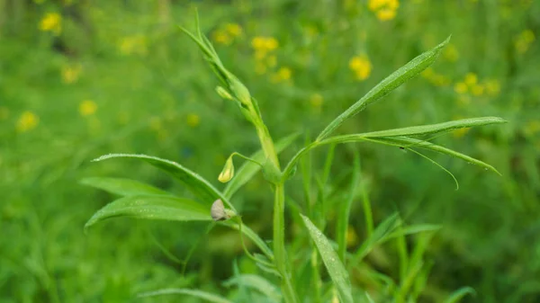 Pea field, growing peas in Asian continental climate, close-up photo of pea leaves, pea flowers and leaves.