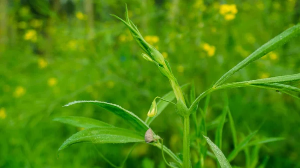 Pea field, growing peas in Asian continental climate, close-up photo of pea leaves, pea flowers and leaves.