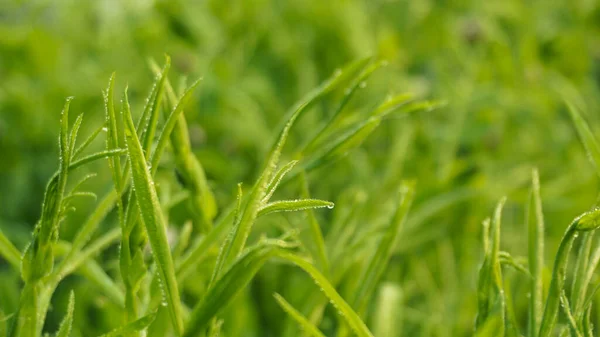 Gewöhnlicher Wicken Ist Vicia Sativa Anbau Von Erbsenfeldern Kontinentalen Asiatischen — Stockfoto