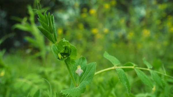 stock image Common vetch is Vicia sativa. Growing pea fields in Asian continental climates. Close-up photo of pea leaves, pea flowers.