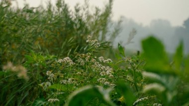 Kişniş çiçeği (kişniş yaprakları). Bangladeş 'in kişniş çiçeği tarlası. Kişniş çiçekleri genellikle kişniş, Çin maydanozu, Meksika maydanozu veya kişniş olarak adlandırılan narin ve tüylü bir bitkiden çiçek açar..