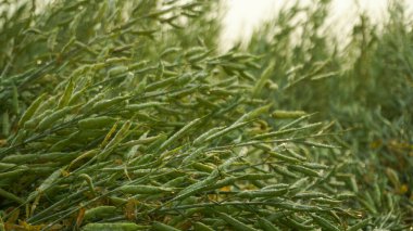 Hardal, Cruciferae ailesi için Brassica 'nın dikotipik bir bitkisidir. Hardal bir yağ tohumu. Bangladeş 'in engin hardal tarlaları. Hardal yeşillerinin yakın plan fotoğrafı..