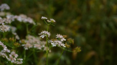Kişniş çiçeği (kişniş yaprakları). Bangladeş 'in kişniş çiçeği tarlası. Kişniş çiçekleri genellikle kişniş, Çin maydanozu, Meksika maydanozu veya kişniş olarak adlandırılan narin ve tüylü bir bitkiden çiçek açar..