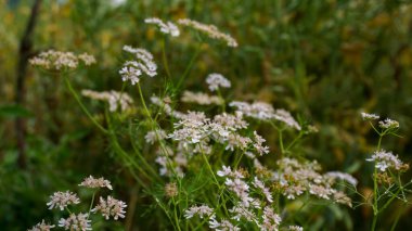 Kişniş çiçeği (kişniş yaprakları). Bangladeş 'in kişniş çiçeği tarlası. Kişniş çiçekleri genellikle kişniş, Çin maydanozu, Meksika maydanozu veya kişniş olarak adlandırılan narin ve tüylü bir bitkiden çiçek açar..