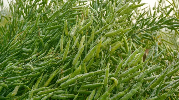 Senf Ist Eine Dikotyledonöse Pflanze Aus Der Familie Der Brassica — Stockfoto