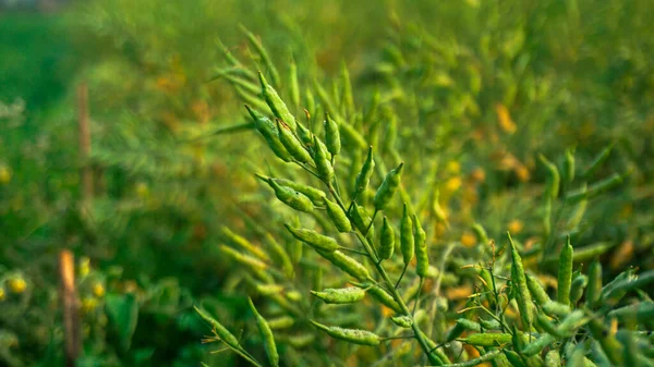 Musztarda Jest Rośliną Dwulicową Rodziny Kapustnych Brassica Cruciferae Musztarda Ziarno — Zdjęcie stockowe