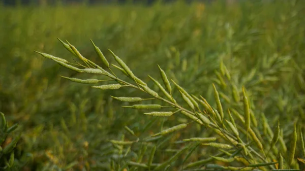 Горчица Дикотиледоновое Растение Семейства Brassica Cruciferae Горчица Маслосемена Огромные Горчичные — стоковое фото