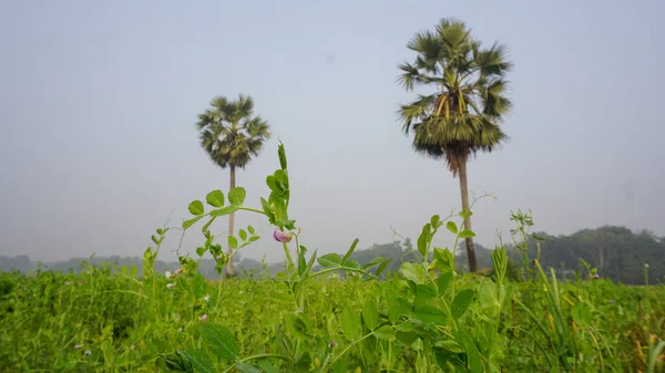 Los Vastos Campos Guisantes Bangladesh Campo Cultivo Cerrar Foto Flor — Foto de Stock
