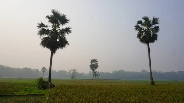 Bangladesh Vasto Campo Cultivo Una Palmera Encuentra Distancia Fondo Verde — Foto de Stock