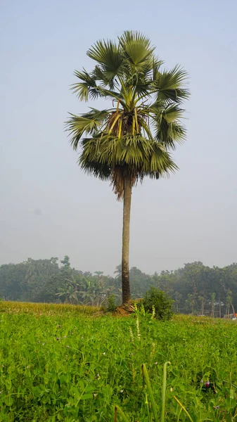 Bangladesch Ist Ein Riesiges Getreidefeld Der Ferne Steht Eine Palme — Stockfoto