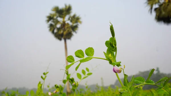 Crop field of Bangladesh. Vast pea fields. Close up photo of pea flower. White red blue pea flowers on green background.
