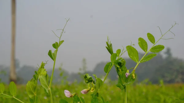 The vast pea fields of Bangladesh. crop field Close up photo of pea flower. White red blue pea flowers on green background.