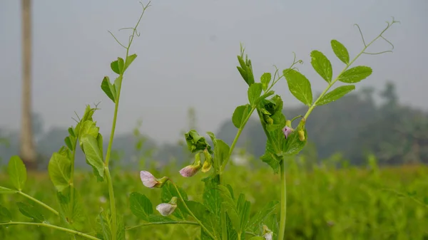 Crop field of Bangladesh. Vast pea fields. Close up photo of pea flower. White red blue pea flowers on green background.
