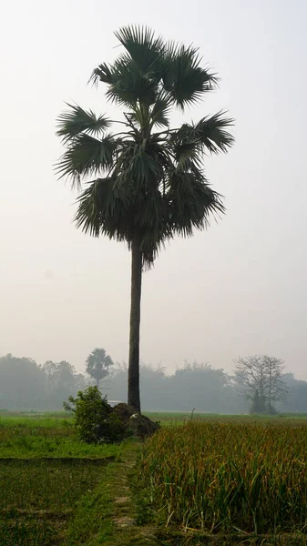 Bangladesch Ist Ein Riesiges Getreidefeld Der Ferne Steht Eine Palme — Stockfoto
