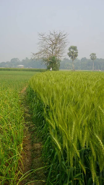 Antecedentes Del Campo Trigo Verde Bangladesh Paisaje Con Hilera Granos — Foto de Stock