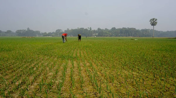 Ряды Луковых Полей Бангладешские Фермеры Работают Сельском Хозяйстве — стоковое фото