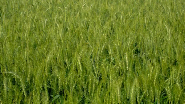 Grüne Kornweizen Hintergrundtextur Hintergrund Grüner Weizenkörner — Stockfoto