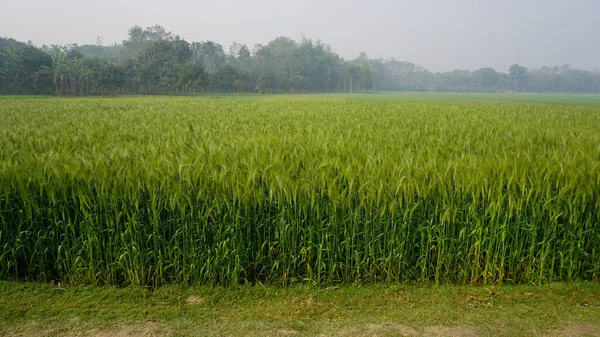 Фон Зеленого Пшеничного Поля Бангладеш Пейзаж Рядами Злаковых Зерновых Пшеничном — стоковое фото